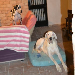 Dogos Alemanes Galería Fotográfica