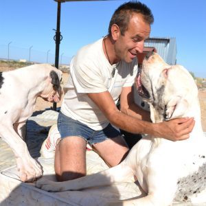 Dogos Alemanes Galería Fotográfica