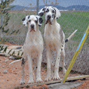 Dogos Alemanes Galería Fotográfica