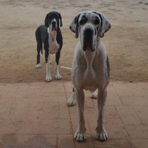 Dogos Alemanes Galería Fotográfica