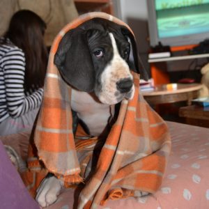 Dogos Alemanes Galería Fotográfica