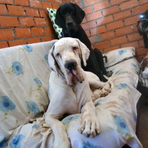 Dogos Alemanes Galería Fotográfica