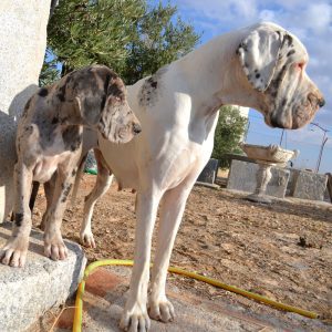 Dogos Alemanes Galería Fotográfica