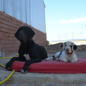 Dogos Alemanes Galería Fotográfica