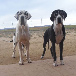 Dogos Alemanes Galería Fotográfica
