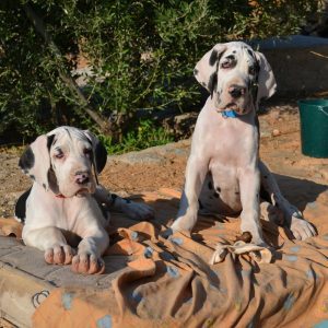 Dogos Alemanes Galería Fotográfica