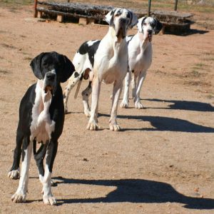Dogos Alemanes Galería Fotográfica