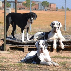 Dogos Alemanes Galería Fotográfica