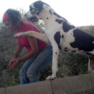 Dogos Alemanes Galería Fotográfica