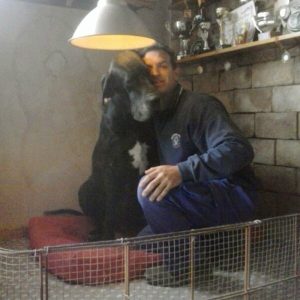 Dogos Alemanes Galería Fotográfica