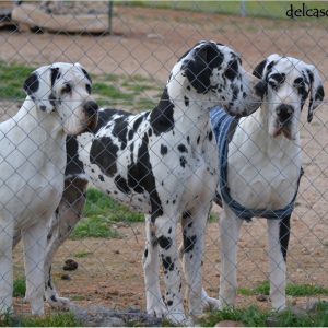 Dogos Alemanes Galería Fotográfica
