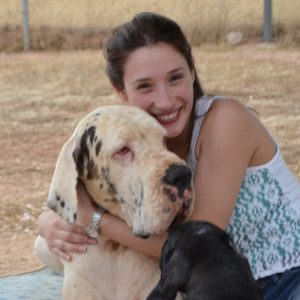 Dogos Alemanes Galería Fotográfica