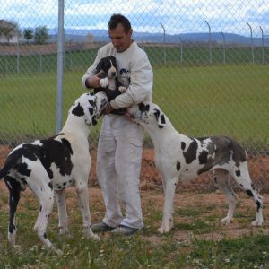 Dogos Alemanes Galería Fotográfica
