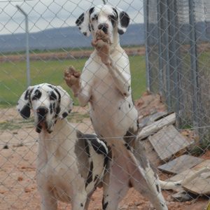 Dogos Alemanes Galería Fotográfica