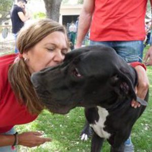 Dogos Alemanes Galería Fotográfica