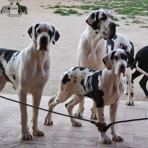 Dogos Alemanes Galería Fotográfica