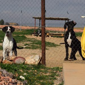 Dogos Alemanes Galería Fotográfica