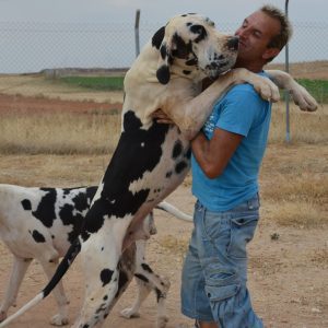 Dogos Alemanes Galería Fotográfica