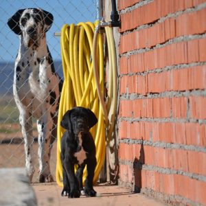 Dogos Alemanes Galería Fotográfica