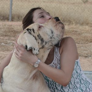 Dogos Alemanes Galería Fotográfica
