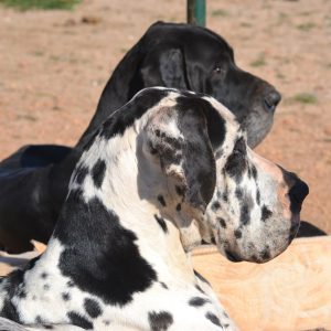 Dogos Alemanes Galería Fotográfica