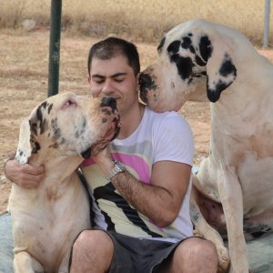 Dogos Alemanes Galería Fotográfica