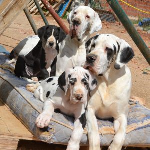 Dogos Alemanes Galería Fotográfica