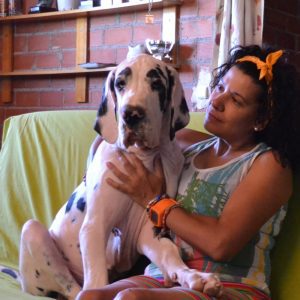 Dogos Alemanes Galería Fotográfica