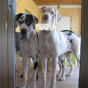 Dogos Alemanes Galería Fotográfica