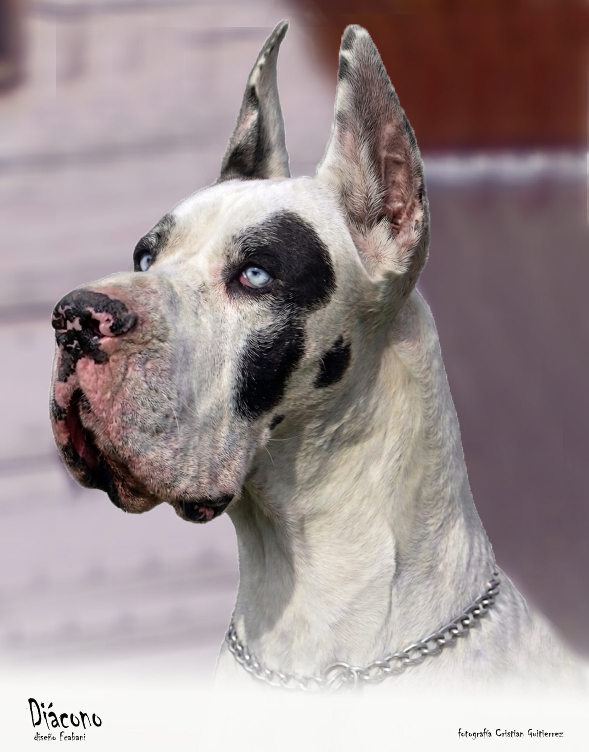 Machos de Dogo Alemán