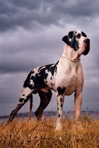 Dogo Alemán Arlequín Halogaris