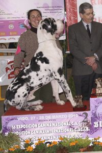 Dogo Alemán Arlequín Halogaris