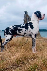 Dogo Alemán Arlequín Halogaris