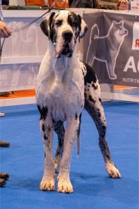 Dogo Alemán Arlequín Halogaris