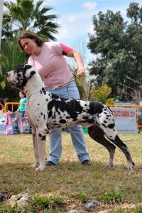 Dogo Alemán Arlequín Halogaris