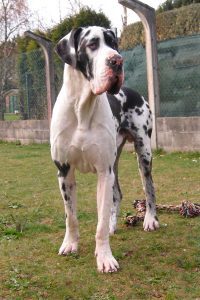 Dogo Alemán Arlequín Halogaris