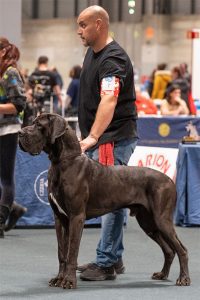 Dogo Alemán Negro Shikhar du Cerbere d´Eyjeaux