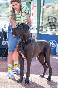Dogo Alemán Negro Shikhar du Cerbere d´Eyjeaux