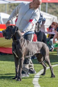 Dogo Alemán Negro Shikhar du Cerbere d´Eyjeaux