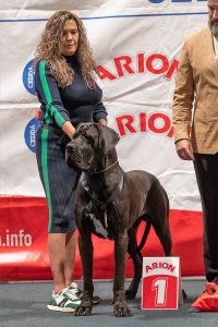 Dogo Alemán Negro Shikhar du Cerbere d´Eyjeaux