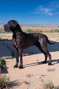 Dogo Alemán Negro Shikhar du Cerbere d´Eyjeaux
