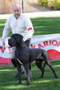 Dogo Alemán Negro Shikhar du Cerbere d´Eyjeaux