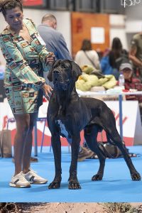 Dogo Alemán Negro Shikhar du Cerbere d´Eyjeaux
