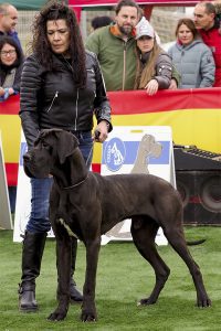 Dogo Alemán Negro Shikhar du Cerbere d´Eyjeaux