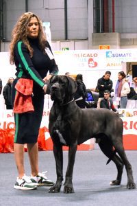 Dogo Alemán Negro Shikhar du Cerbere d´Eyjeaux