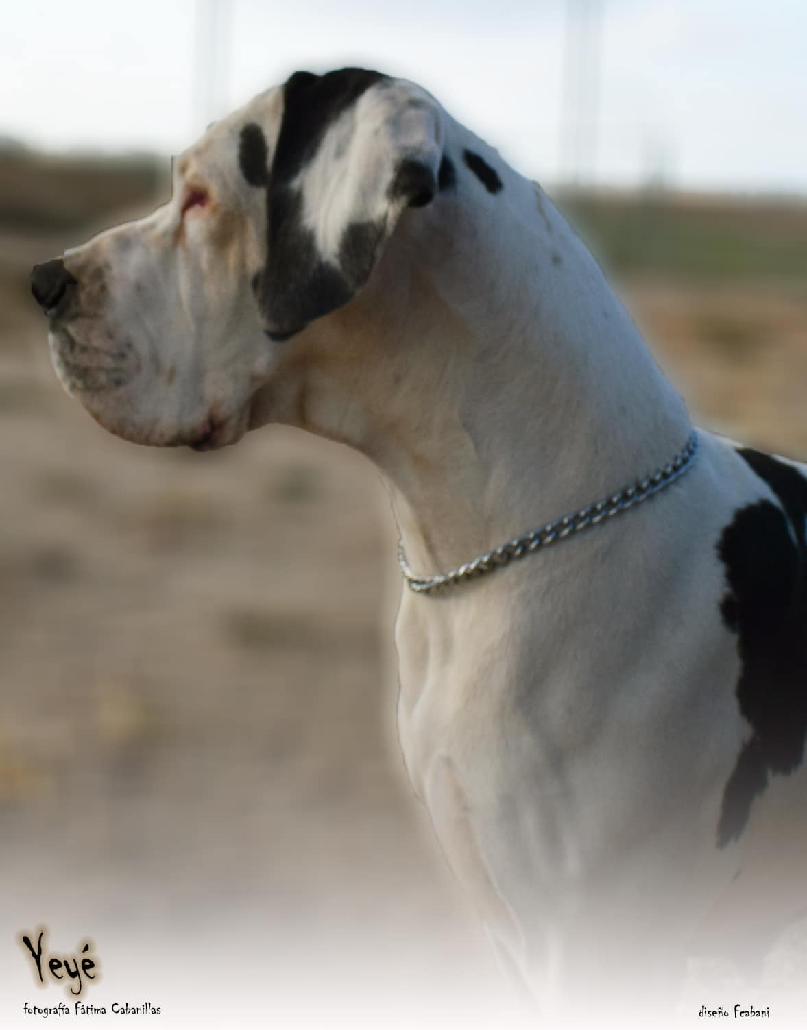 Hembras de Dogo Alemán