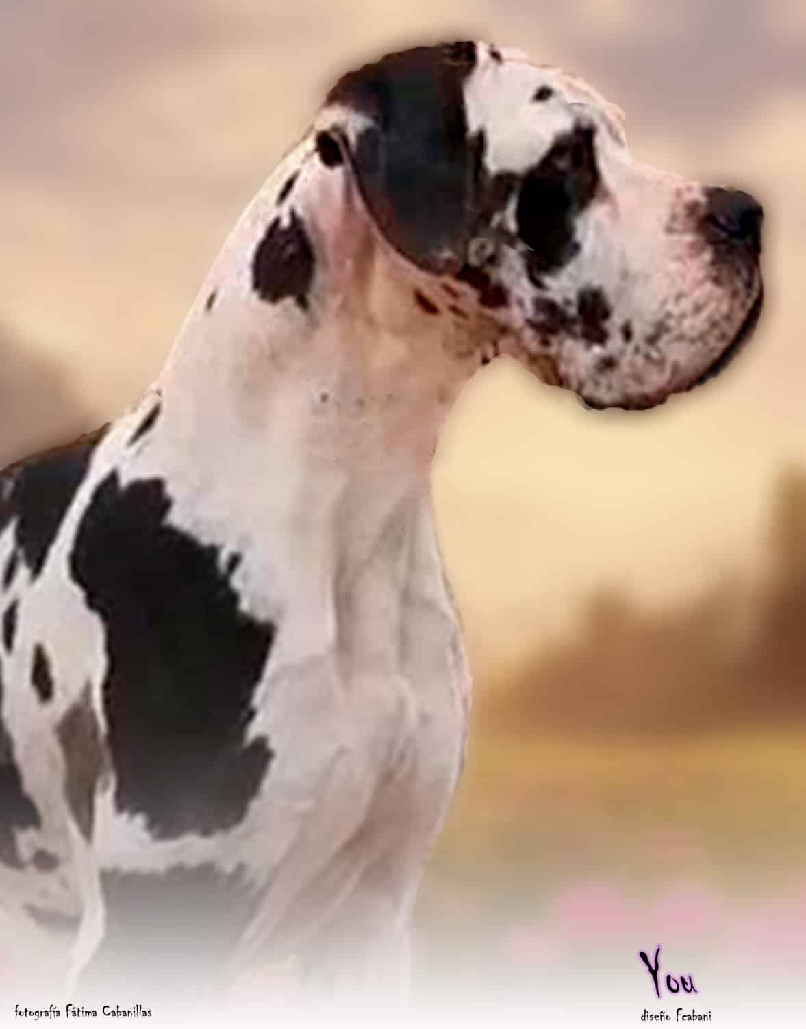 Hembras de Dogo Alemán