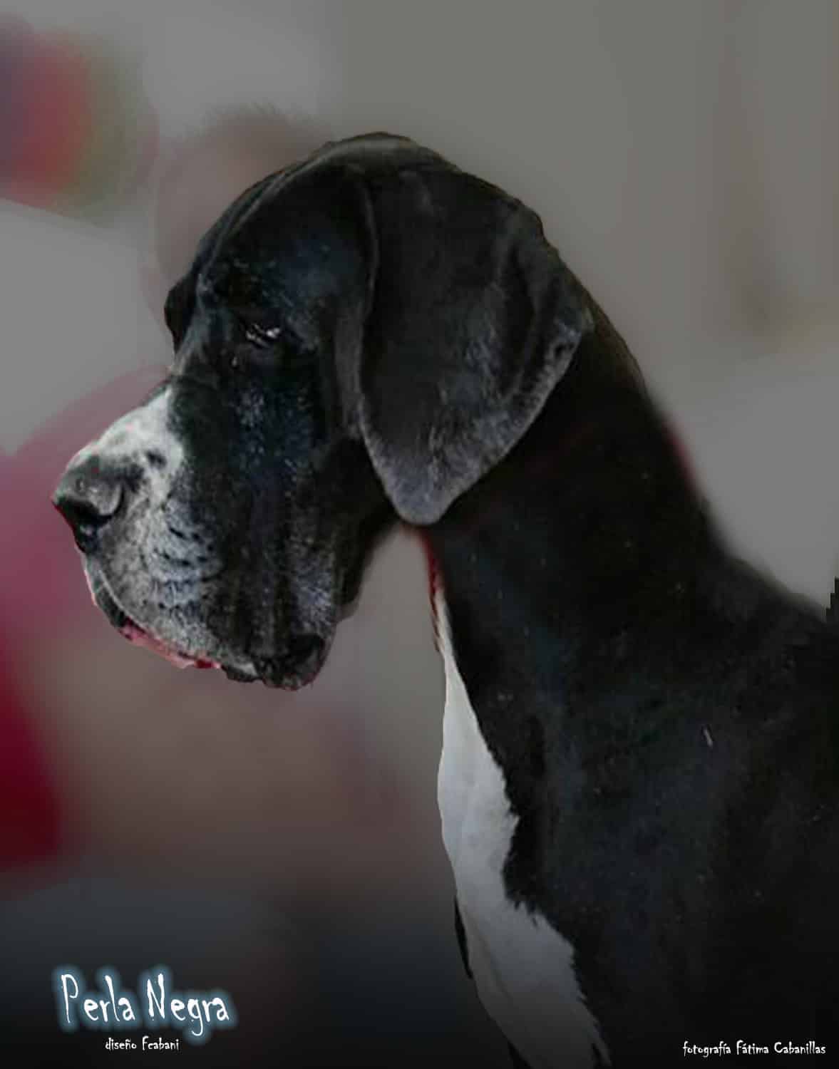 Hembras de Dogo Alemán