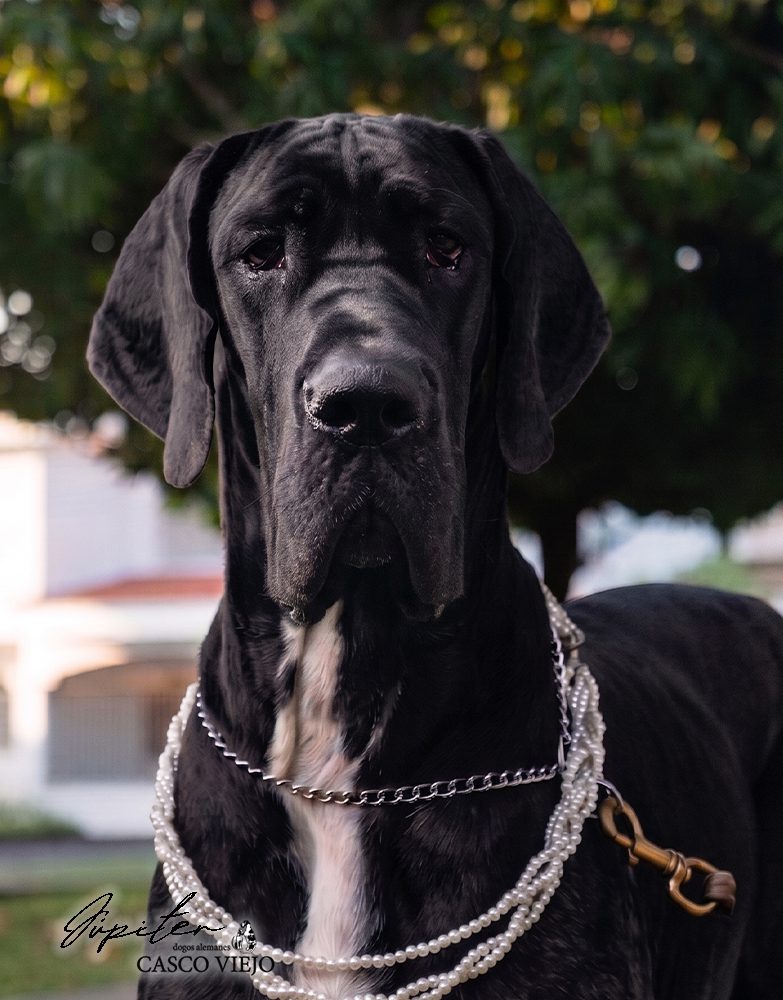 Hembras de Dogo Alemán