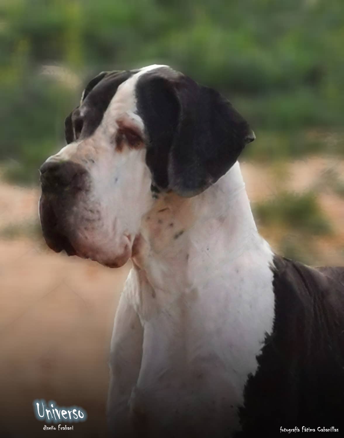 Hembras de Dogo Alemán